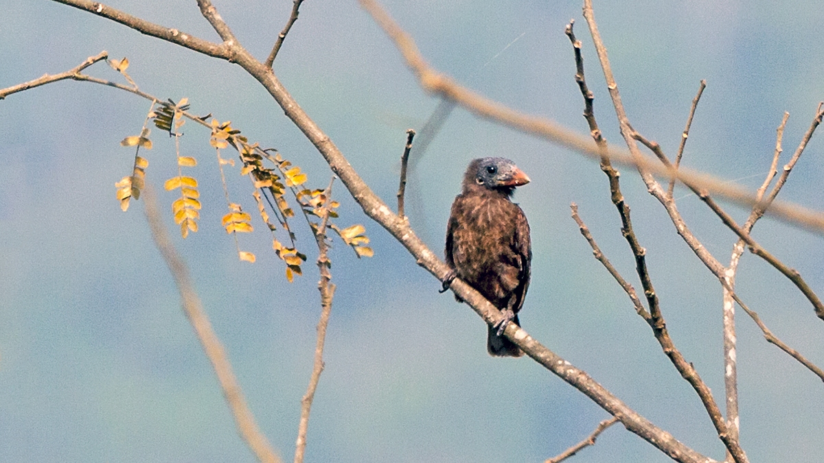 Naked-faced Barbet [Gymnobucco calvus calvus]