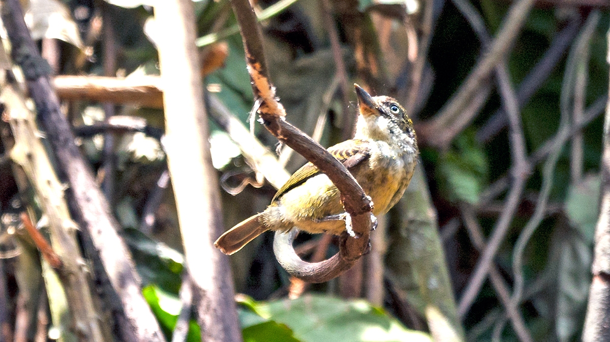 Speckled Tinkerbird [Pogoniulus scolopaceus scolopaceus]