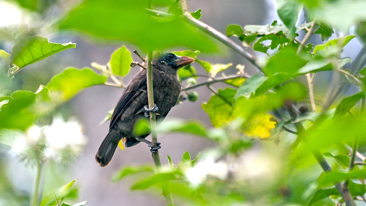 Naked-faced Barbet [Gymnobucco calvus calvus]