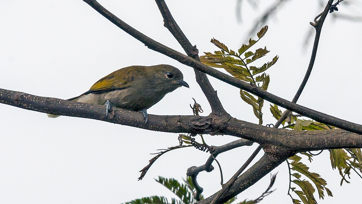 Cassin's Honeybird [Prodotiscus insignis flavodorsalis]