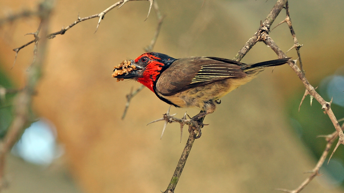 Black-collared Barbet [Lybius torquatus torquatus]