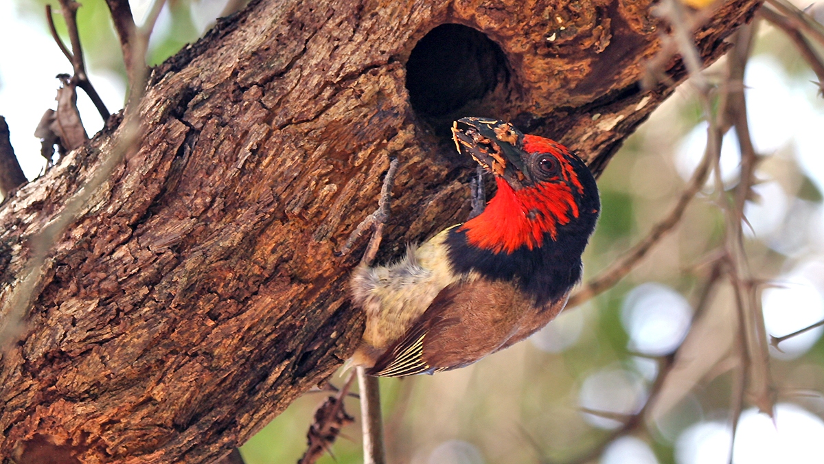 Black-collared Barbet [Lybius torquatus torquatus]