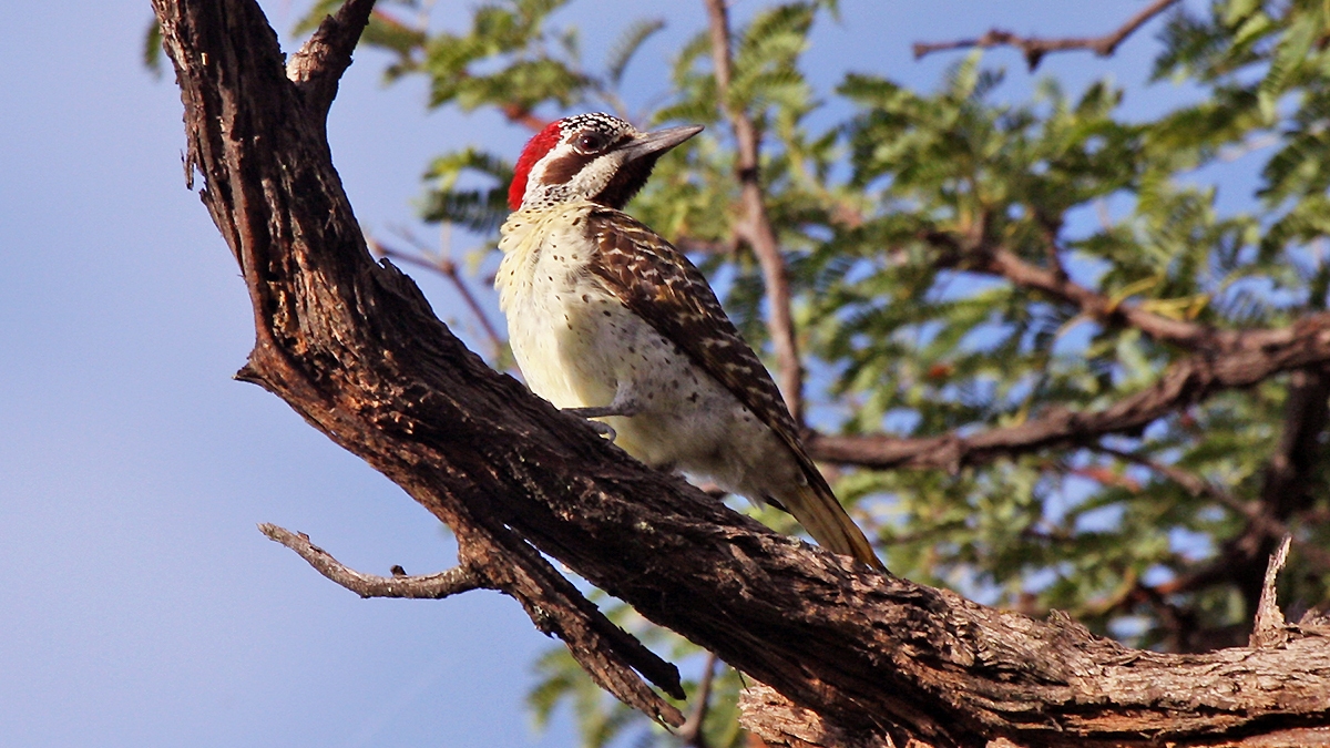 Bennett's Woodpecker [Campethera bennettii bennettii]