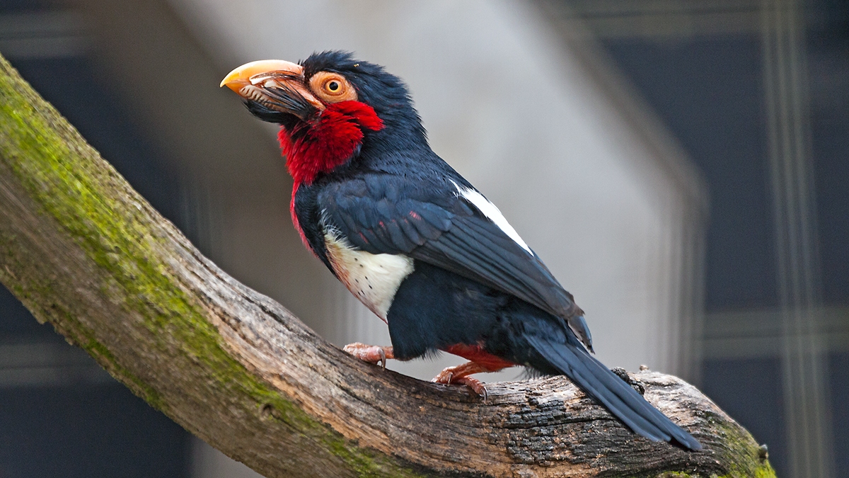 Bearded Barbet [Pogonornis dubius]