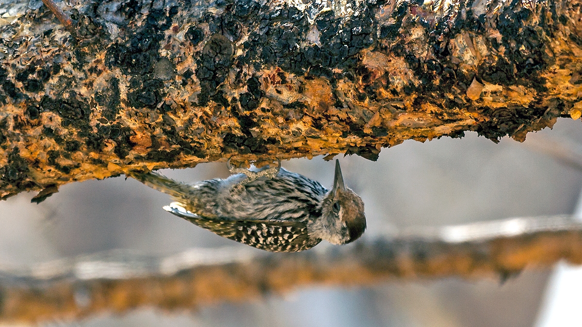 Cardinal Woodpecker [Dendropicos fuscescens loandae]