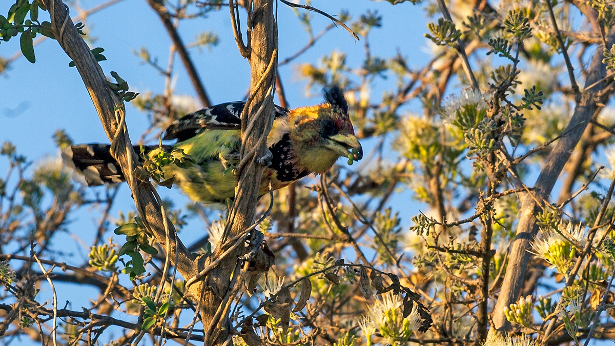 Crested Barbet [Trachyphonus vaillantii vaillantii]