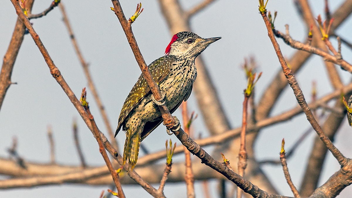 Golden-tailed Woodpecker [Campethera abingoni suahelica]