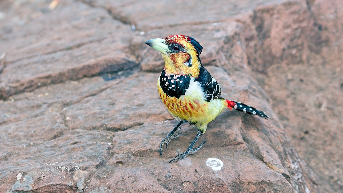 Crested Barbet [Trachyphonus vaillantii vaillantii]