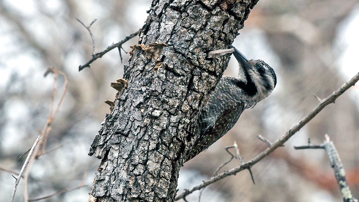 Bearded Woodpecker [Chloropicus namaquus coalescens]