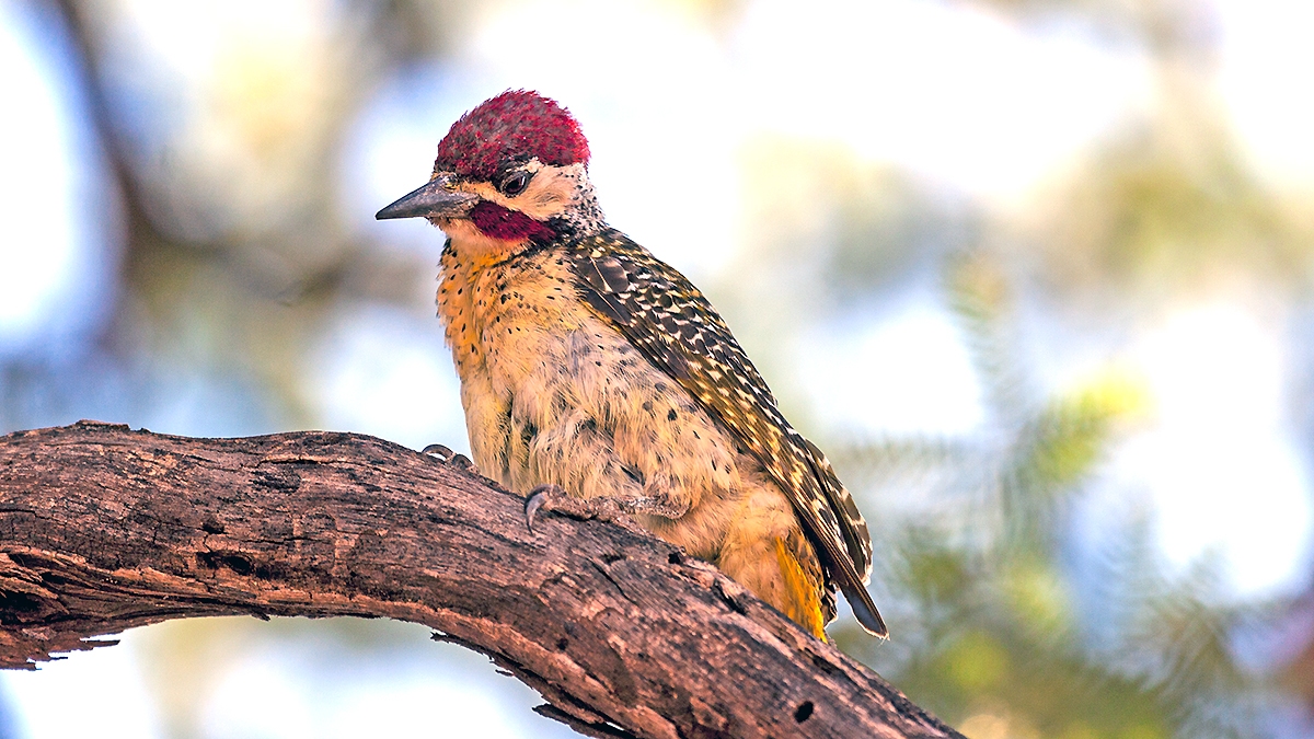 Bennett's Woodpecker [Campethera bennettii bennettii]