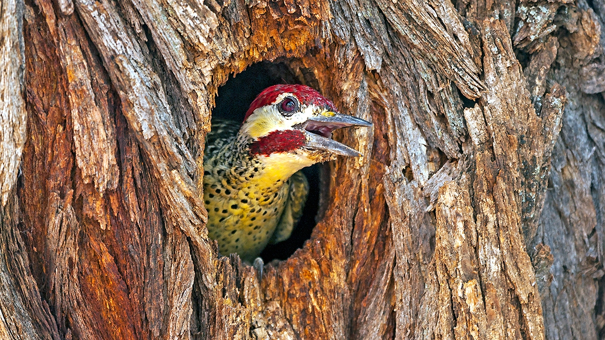 Bennett's Woodpecker [Campethera bennettii bennettii]