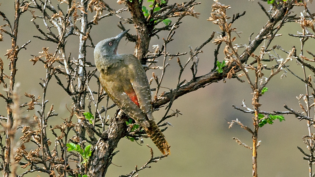 Ground Woodpecker [Geocolaptes olivaceus]