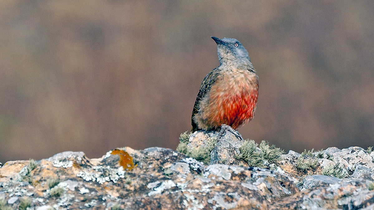 Ground Woodpecker [Geocolaptes olivaceus]