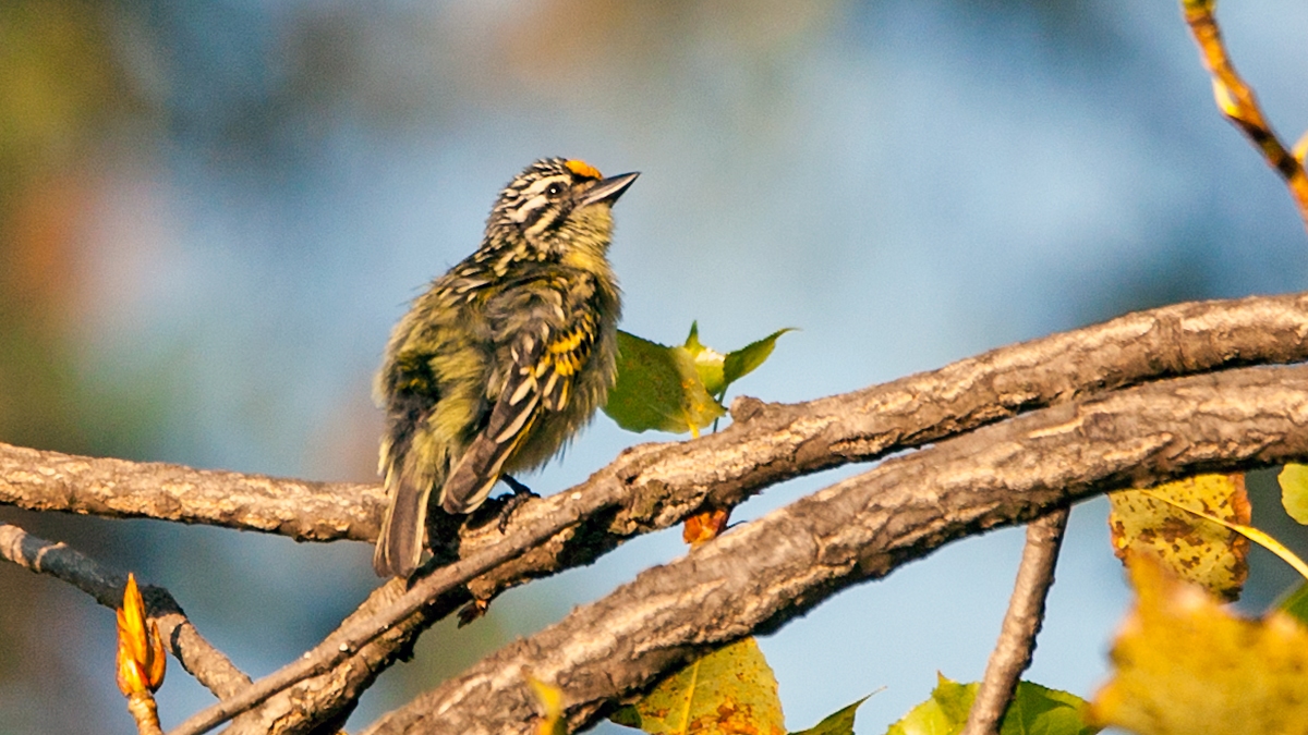 Yellow-fronted Tinkerbird [Pogoniulus chrysoconus extoni]