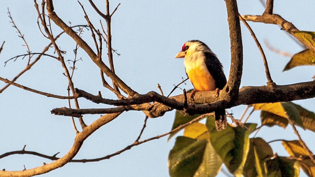 Black-backed Barbet [Pogonornis minor macclounii]