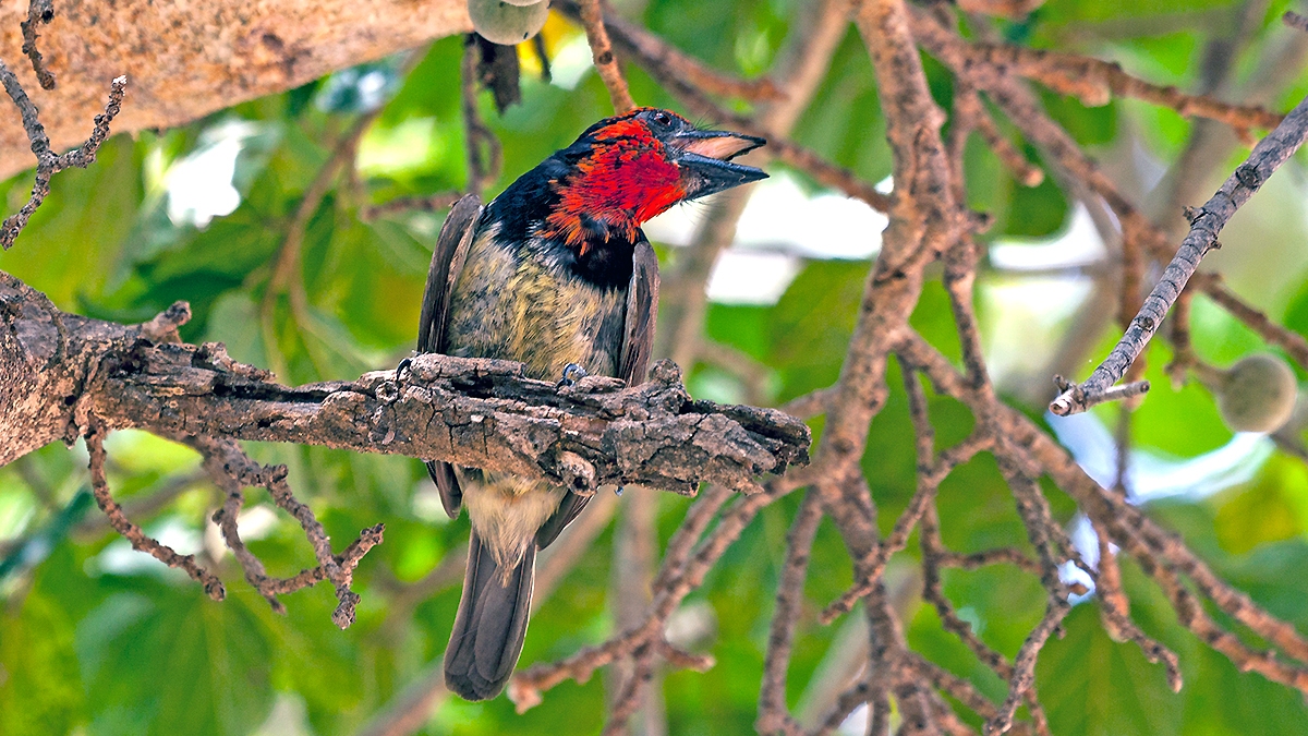 Black-collared Barbet [Lybius torquatus torquatus]