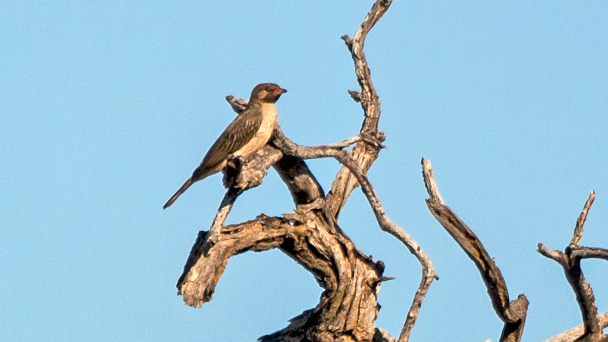 Greater Honeyguide [Indicator indicator]