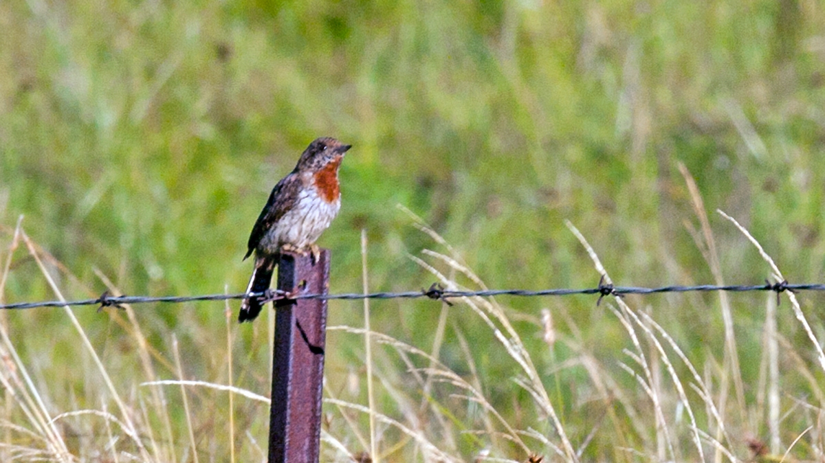 Red-throated Wryneck [Jynx ruficollis ruficollis]