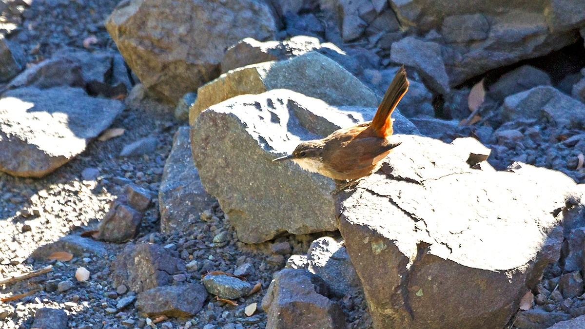 Crag Chilia [Ochetorhynchus melanurus melanurus]