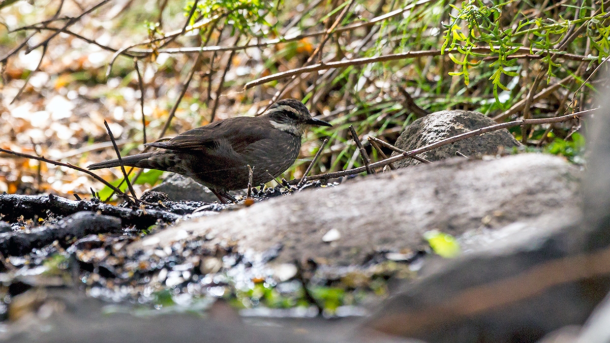 Dark-bellied Cinclodes [Cinclodes patagonicus chilensis]