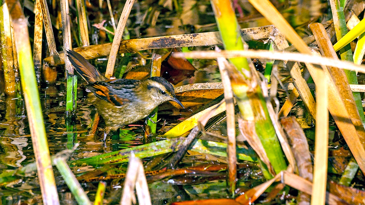 Wren-like Rushbird [Phleocryptes melanops melanops]