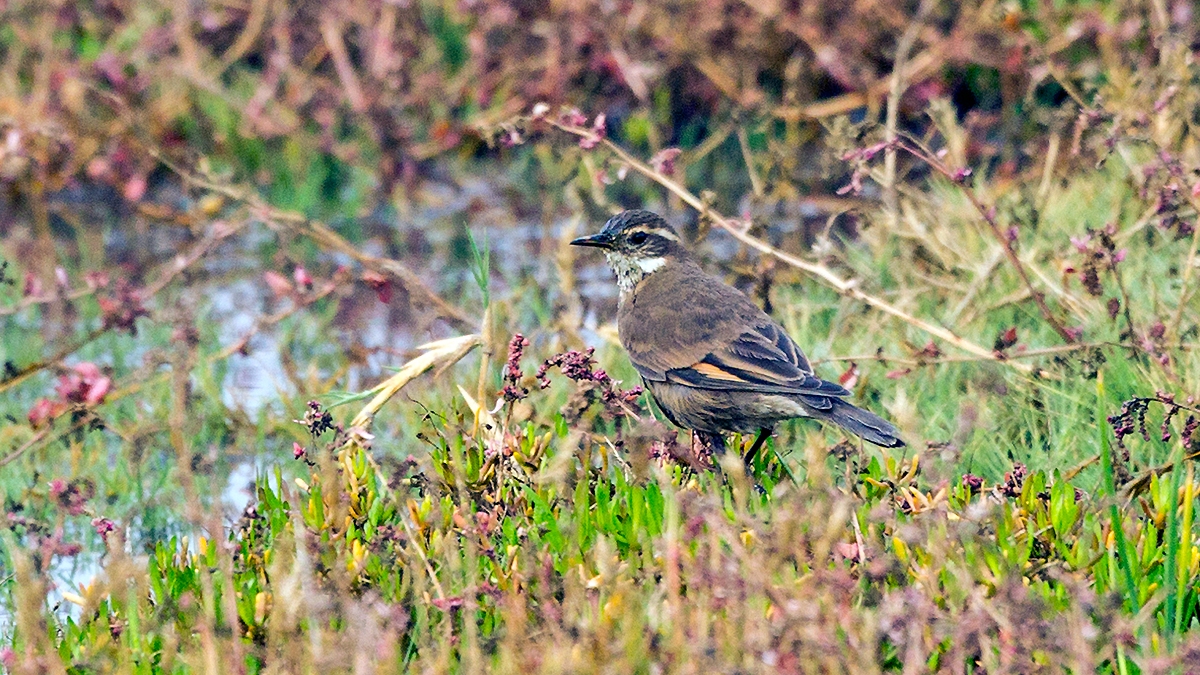 Buff-winged Cinclodes [Cinclodes fuscus]