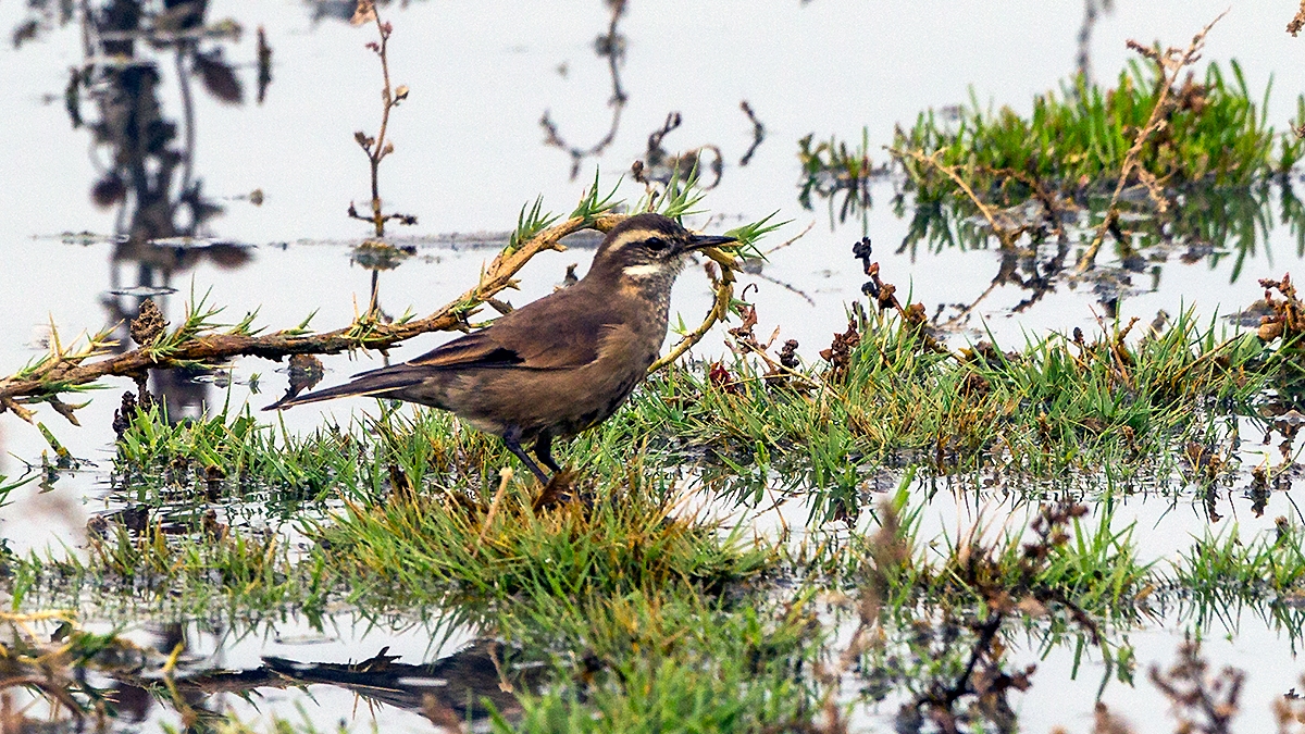 Buff-winged Cinclodes [Cinclodes fuscus]