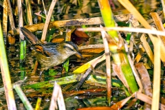 Wren-like Rushbird [Phleocryptes melanops melanops]