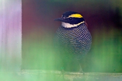 Javan Banded Pitta [Hydrornis guajanus] 