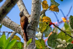 Streak-headed Woodcreeper [Lepidocolaptes souleyetii compressus] 