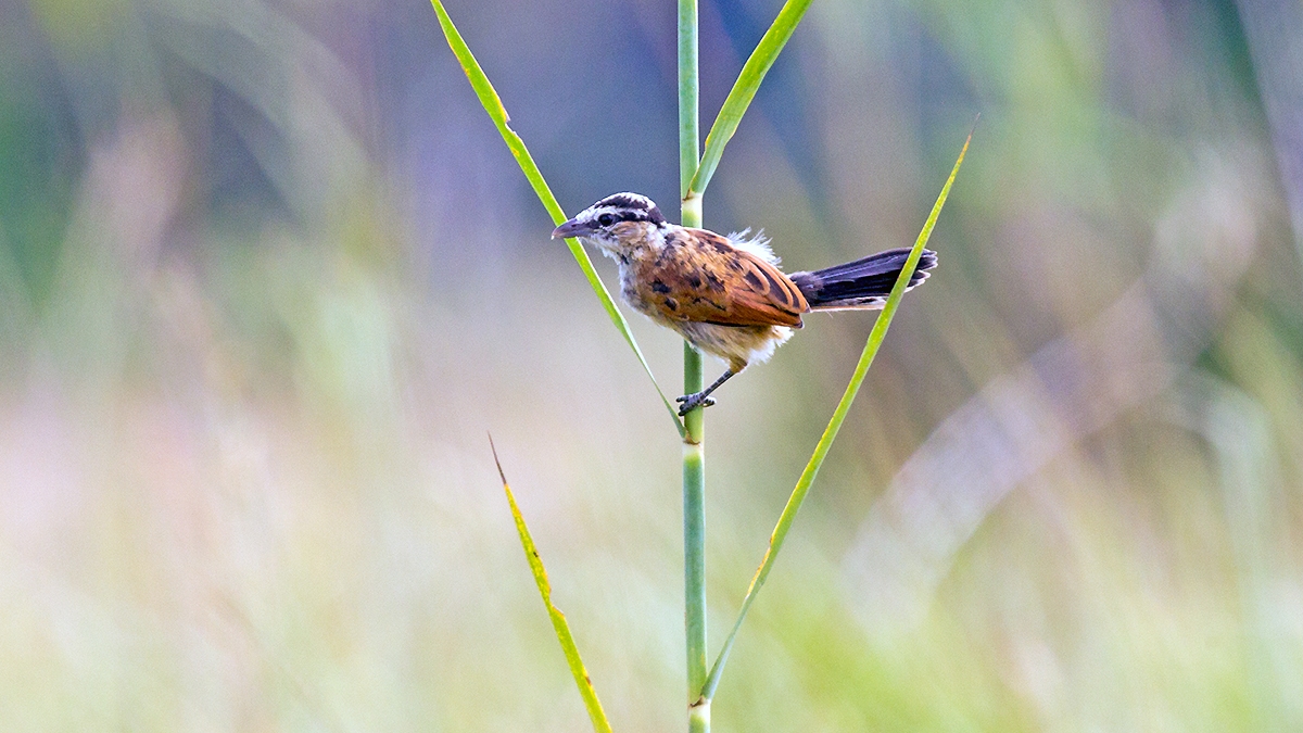 Marsh Tchagra [Bocagia minuta anchietae]