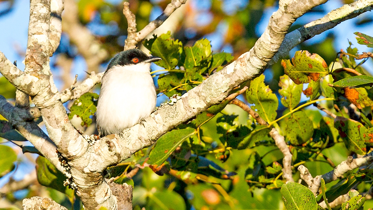 Black-backed Puffback [Dryoscopus cubla hamatus]