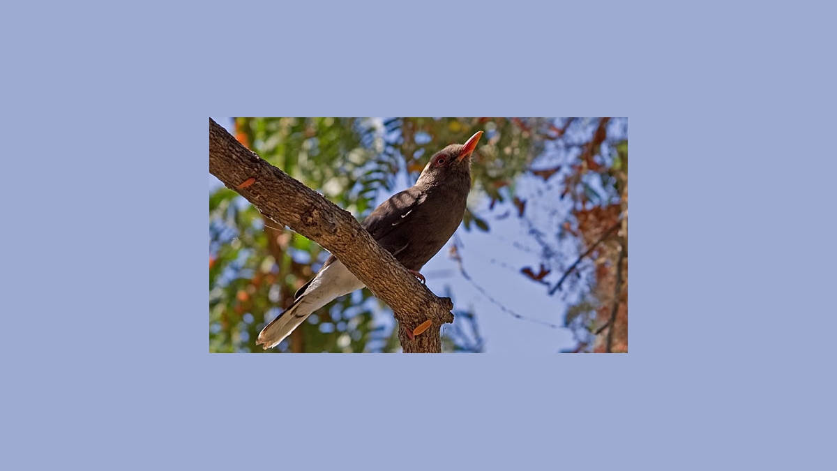 Retz's Helmetshrike [Prionops retzii tricolor]