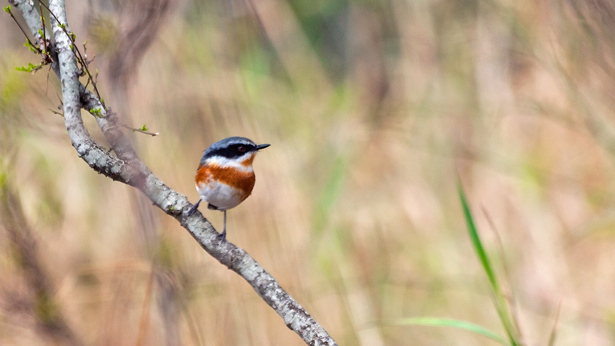 Cape Batis [Batis capensis hollidayi]