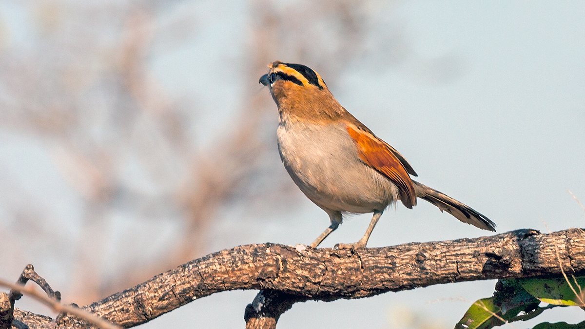 Black-crowned Tchagra [Tchagra senegalus orientalis]