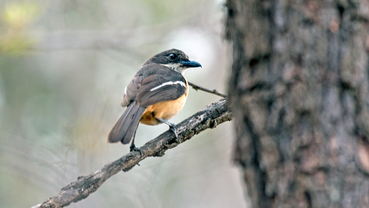 Southern Boubou [Laniarius ferrugineus transvaalensis]