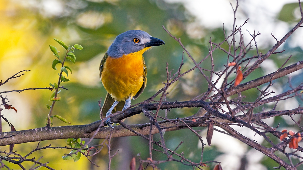 Grey-headed Bushshrike [Malaconotus blanchoti hypopyrrhus]