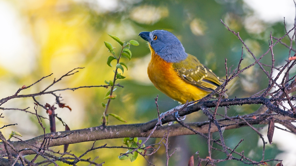 Grey-headed Bushshrike [Malaconotus blanchoti hypopyrrhus]