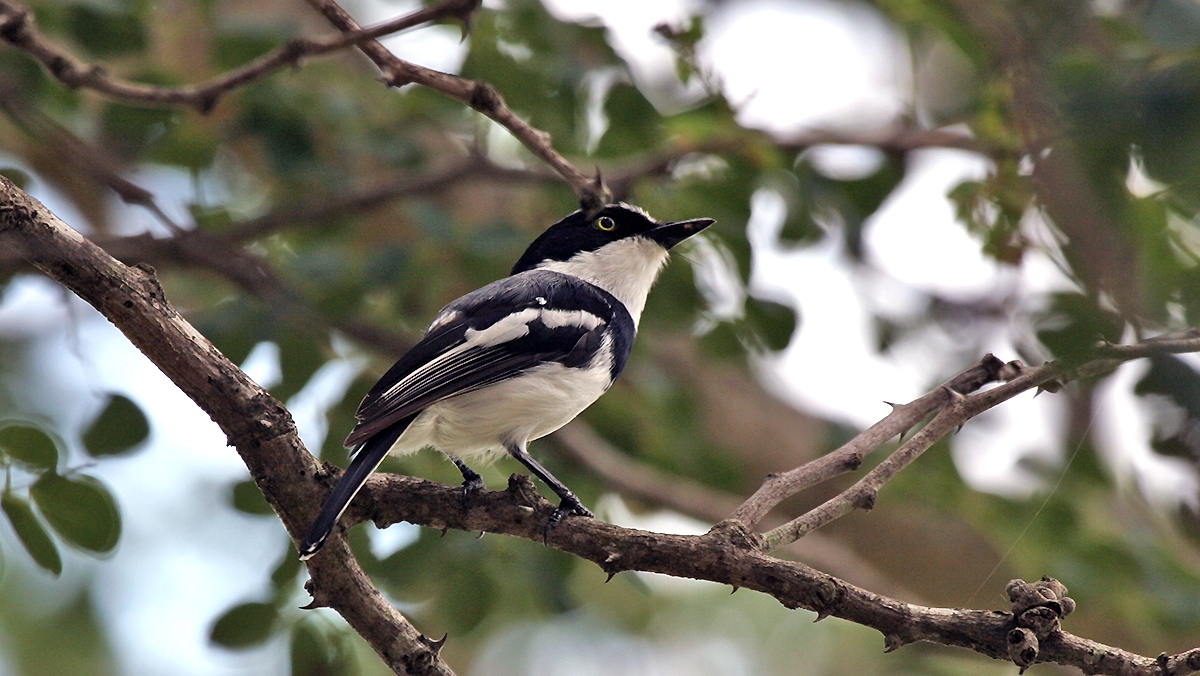Chinspot Batis [Batis molitor palliditergum]