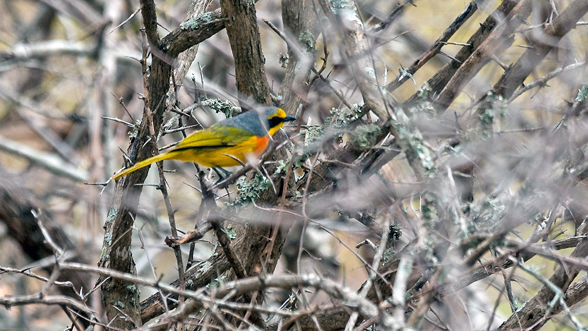 Orange-breasted Bushshrike [Chlorophoneus sulfureopectus similis]
