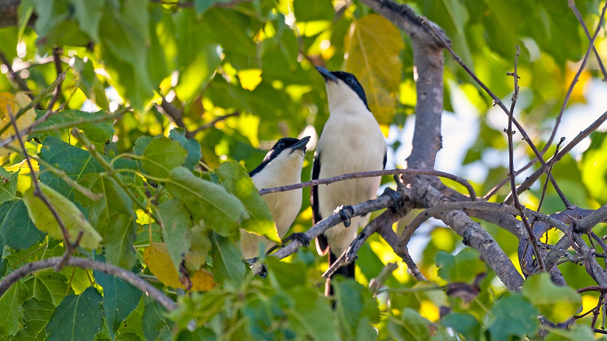 Swamp Boubou [Laniarius bicolor sticturus]