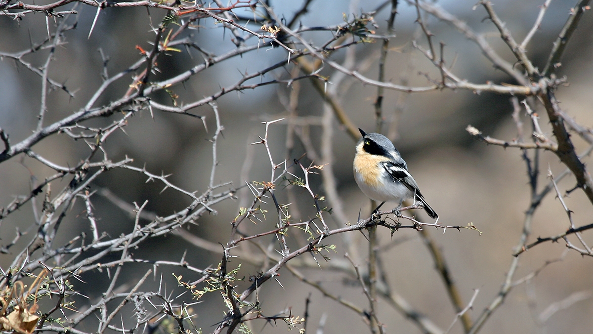 Pririt Batis [Batis pririt affinis]