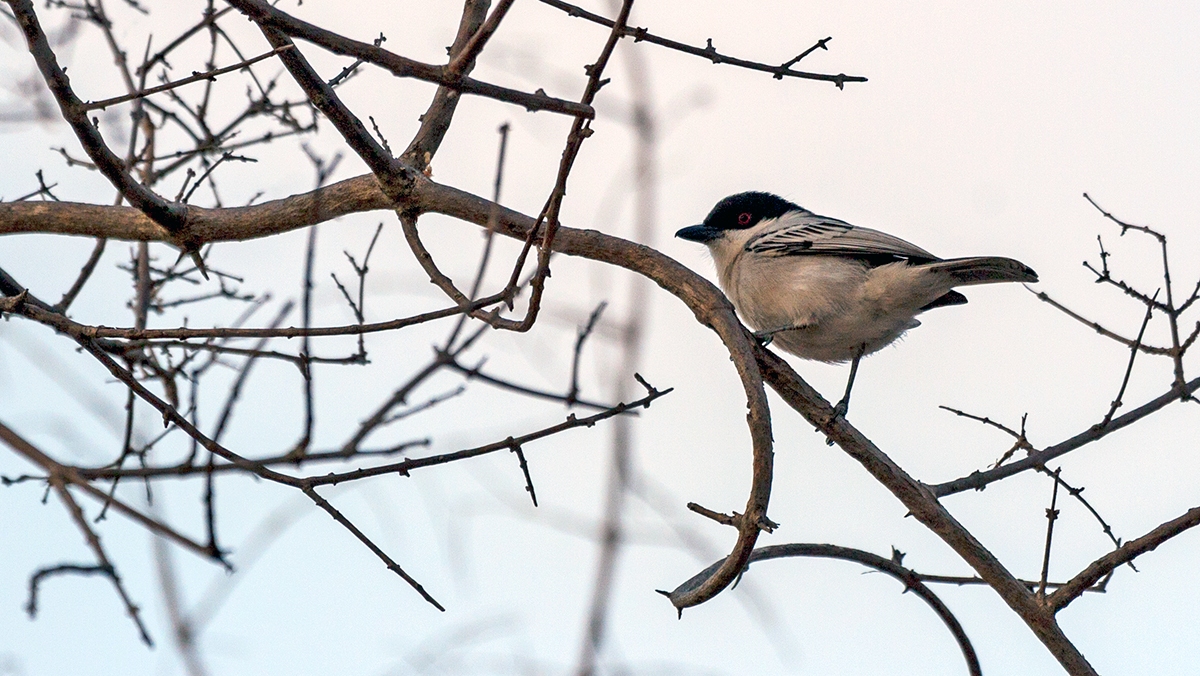 Black-backed Puffback [Dryoscopus cubla hamatus]