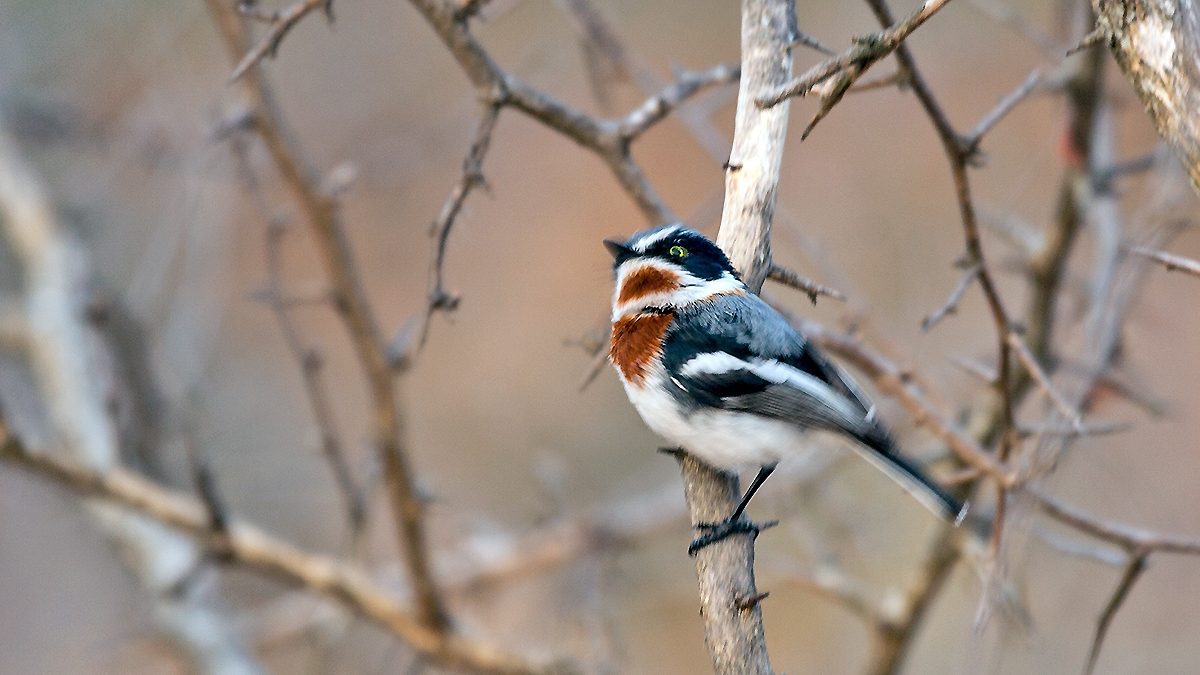 Chinspot Batis [Batis molitor palliditergum]