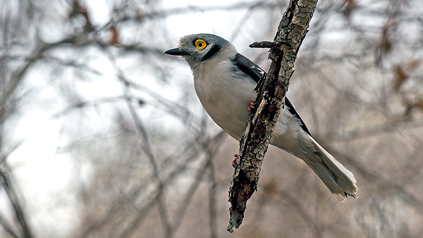 White-crested Helmetshrike [Prionops plumatus poliocephalus]