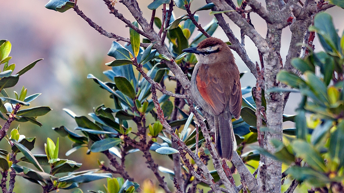 Brown-crowned Tchagra [Tchagra australis australis]