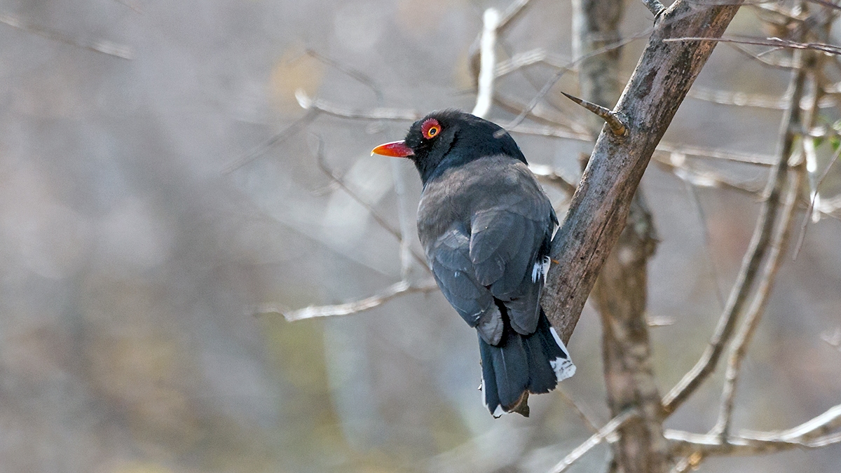 Retz's Helmetshrike [Prionops retzii tricolor]