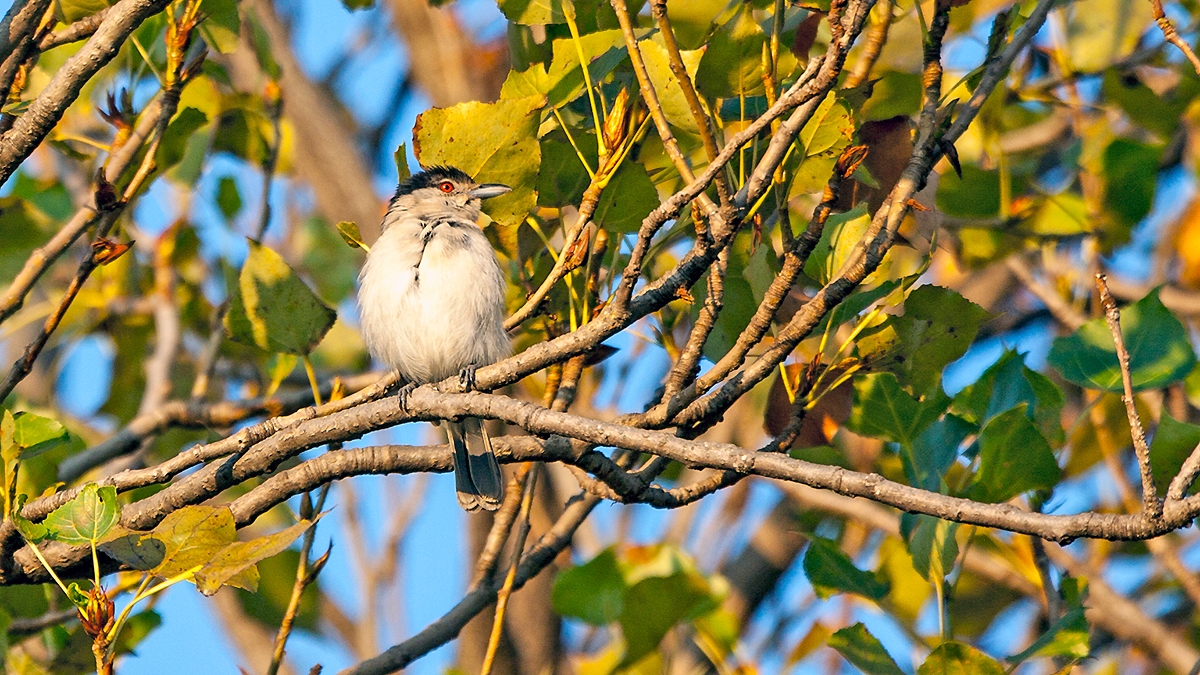 Black-backed Puffback [Dryoscopus cubla hamatus]
