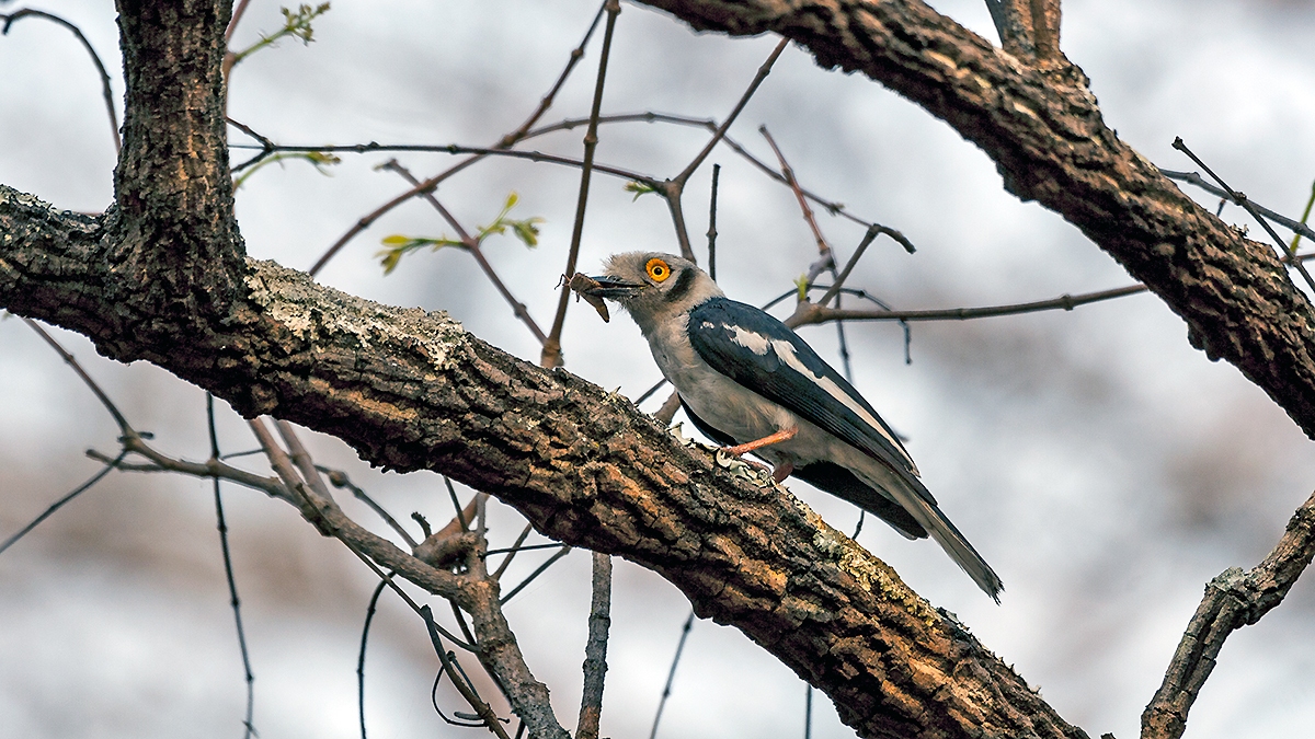 White-crested Helmetshrike [Prionops plumatus poliocephalus]