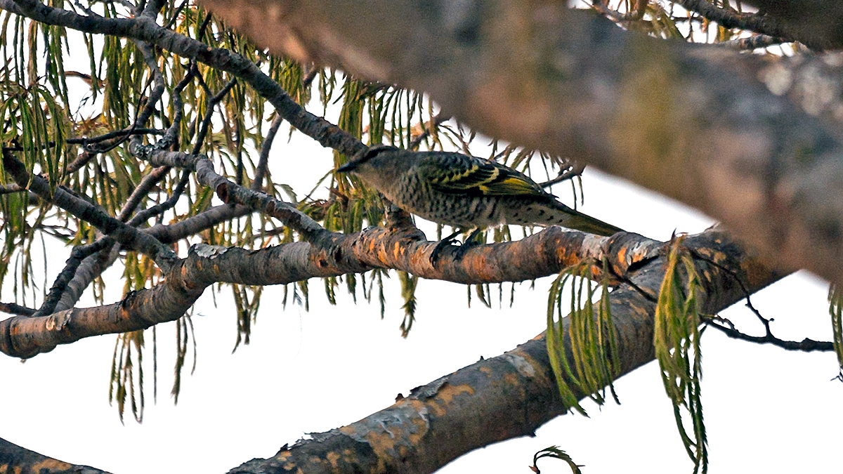Black Cuckooshrike [Campephaga flava]